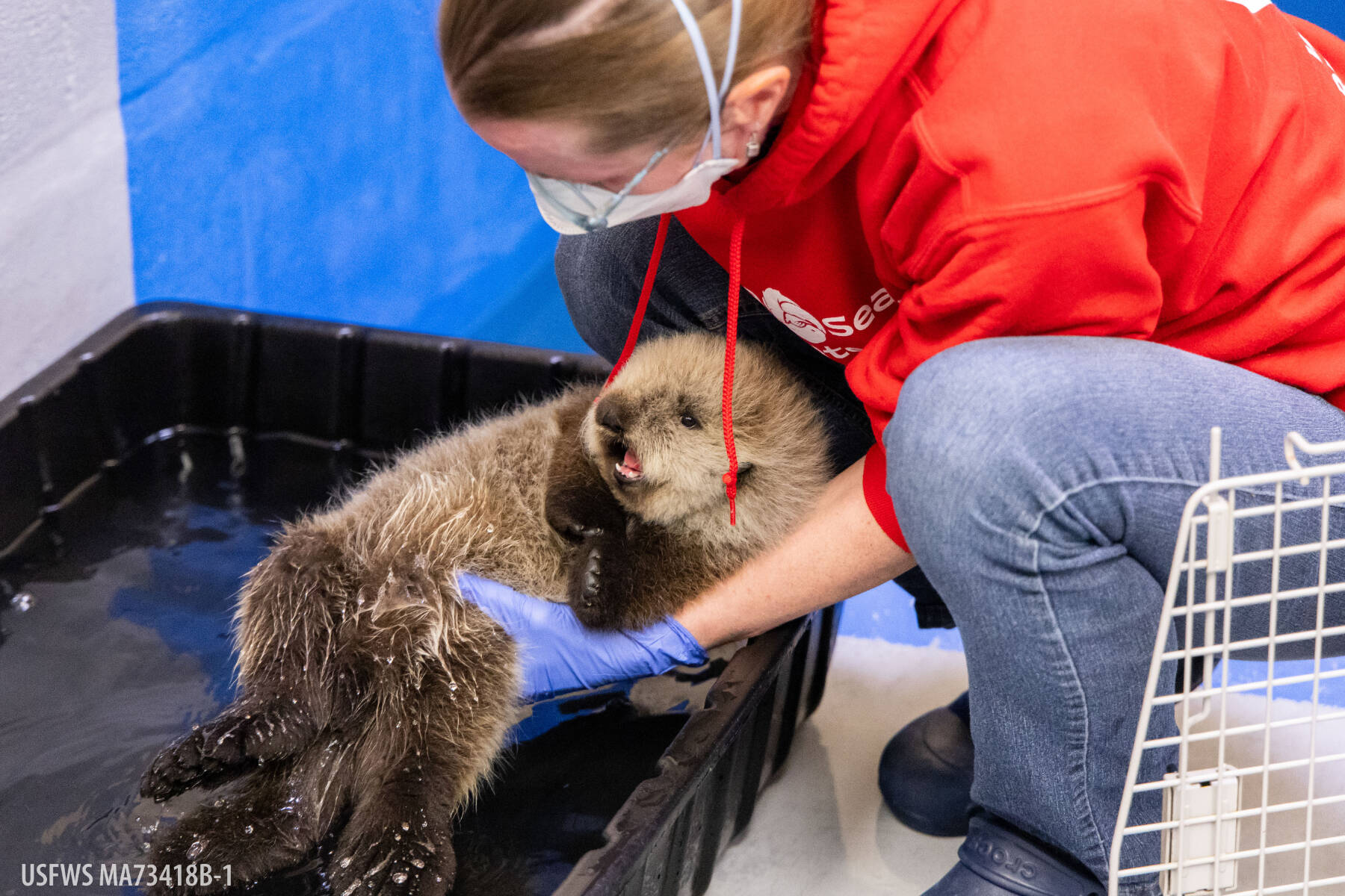 A sea otter pup rescued in Homer in the summer of 2025 receives care from the Alaska SeaLife Center and Chicagos Shedd Aquarium while being rehabilitated at ASLC in Seward, Alaska. Photo courtesy Kaiti Grant/Alaska SeaLife Center