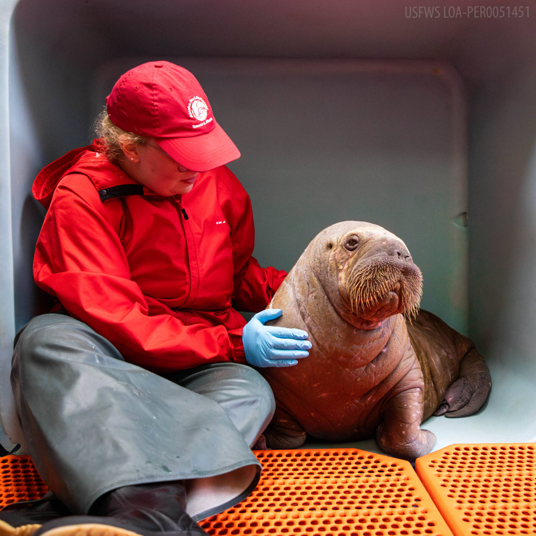 Uki, the walrus calf rehabilitated at Alaska SeaLife Center in August 2024 before being rehomed to SeaWorld Orlando, is photographed with an ASLC staff member on Aug. 7, 2024. Photo courtesy of Kaiti Grant/Alaska SeaLife Center