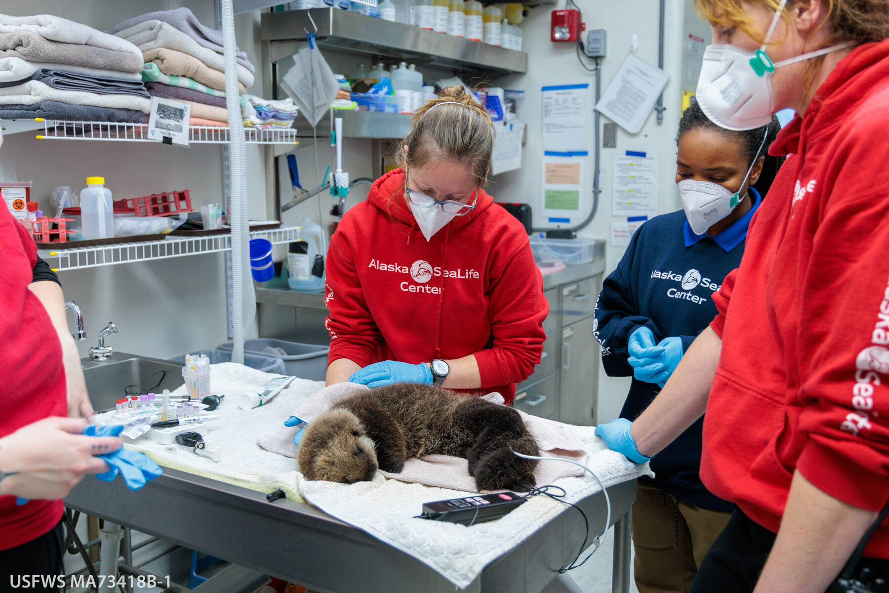 Alaska SeaLife Center staff work to rehabilitate an orphaned sea otter pup. Photo courtesy of Kaiti Grant | Alaska SeaLife Center