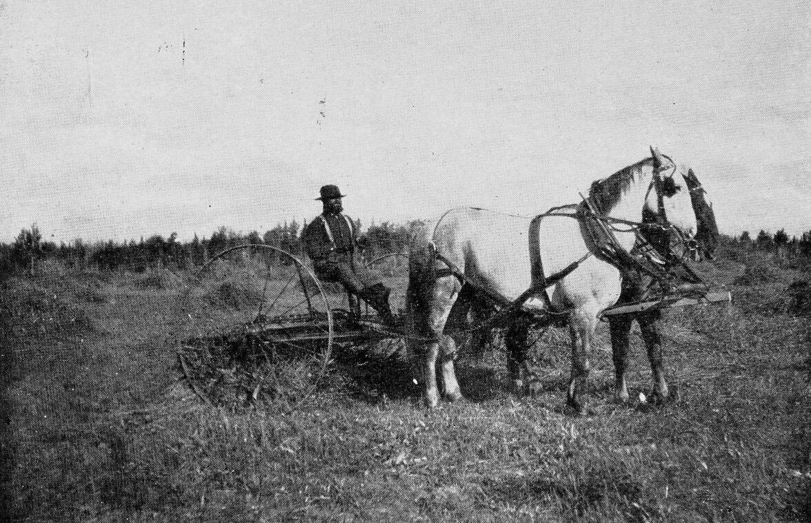 This photo from the 1903 U.S. Department of Agriculture report on Alaska agricultural experiment stations shows the raking of grain on a Kenai Station field.