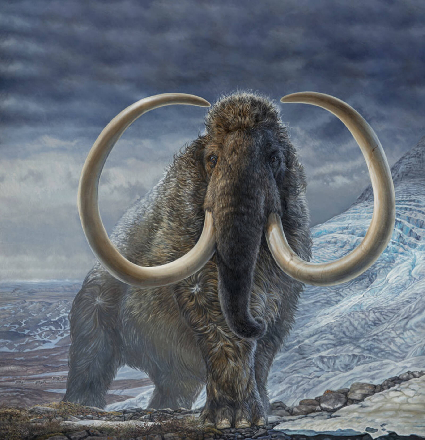James Havens of Anchorage painted this image of a woolly mammoth that illustrated a cover of Science magazine in which appeared the work of University of Alaska Fairbanks Matthew Wooller and his colleagues. Photo provided by Ned Rozell