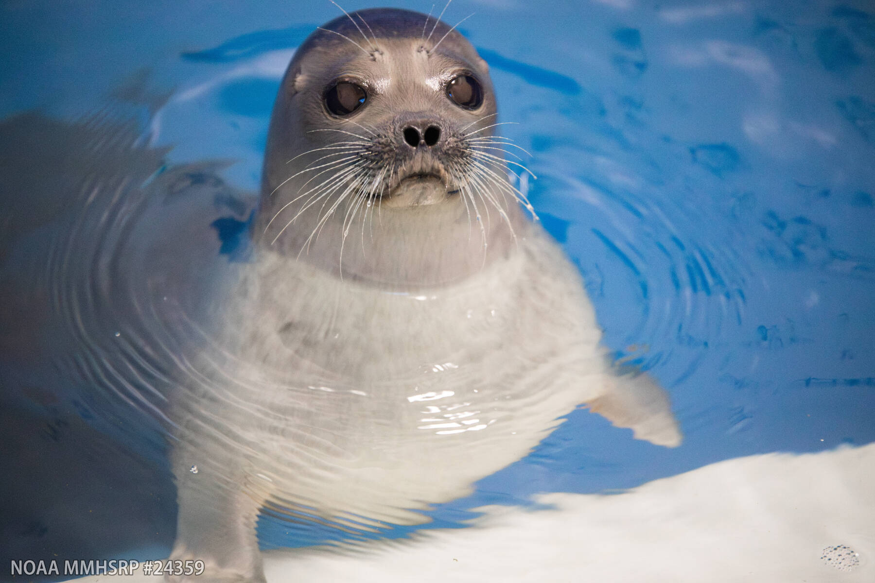 A young male ringed seal, rescued from an oilfield in Alaskas Beaufort Sea on Dec. 17, 2025, is receiving care at the Alaska SeaLife Center in Seward, Alaska. Photo courtesy Kaiti Grant/Alaska SeaLife Center