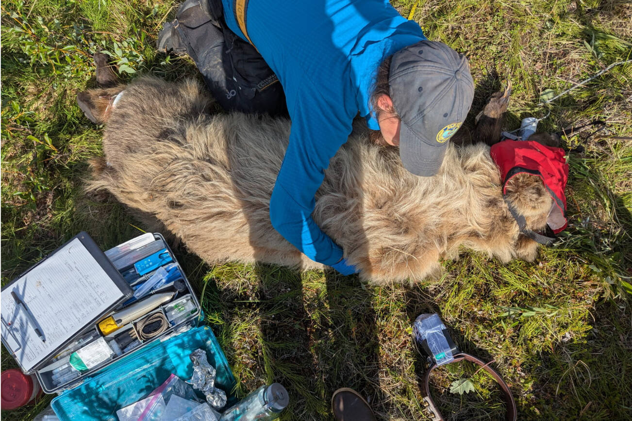 Biologist Jordan Pruszenski measures an anesthetized bear during May 2025. Biologists take measurements and samples before attaching a satellite/ video collar to the bear’s neck. Photo courtesy Alaska Department of Fish and Game