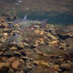 Coho salmon and Arctic char aggregate while feeding on sockeye salmon eggs. While coho derive much of their summer growth from invertebrates, char may rely entirely on sockeye salmon eggs, fry, and smolt. (Photo by Jonny Armstrong)