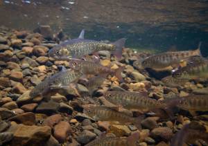 Coho salmon and Arctic char aggregate while feeding on sockeye salmon eggs. While coho derive much of their summer growth from invertebrates, char may rely entirely on sockeye salmon eggs, fry, and smolt. (Photo by Jonny Armstrong)