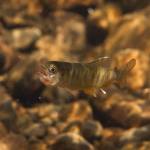 An age-zero coho struggles to swallow a sockeye egg. In warmer streams, juvenile coho are more likely to grow large enough to exploit food subsidies from sockeye salmon. (Photo by Jonny Armstrong)