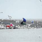 Gulls mill and call near where fishermen clean the sockeye salmon they caught dipnetting near the mouth of the Kasilof River on Wednesday, June 28, 2018 in Kasilof, Alaska. The personal-use dipnet fishery on the Kasilof River opened Monday, with fish counts significantly behind last year and behind the 10-year average for the same date. Some fishermen were successful Wednesday, though, both from shore and from boats. (Photo by Elizabeth Earl/Peninsula Clarion)