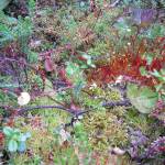 The red stalks and whitish-yellow caps of yellow moosedung moss grow by Headquarters Lake on the Kenai National Wildlife Refuge on July 28, 2014. (Photo by Matt Bowser/USFWS)