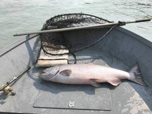 The authors catch is seen here on the bow of a boat in the Kenai River. (Photo provided by Kat Sorensen)