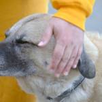 Taz, a 9-year-old half-Great Pyrenees, half-bull mastiff, gets some love from inmate Ernest Rogers on June 28 at the Wildwood Correctional Complex in Kenai, Alaska. Taz calls the prison home after being adopted as part of the SPOT (Shelter Pet Obedience Training). (Photo by Erin Thompson/Peninsula Clarion)