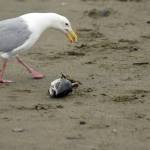 A gull inspects a discarded fish head on Kenai Beach on Tuesday, July 10, 2018, in Kenai, Alaska. (Photo by Erin Thompson/Peninsula Clarion)
