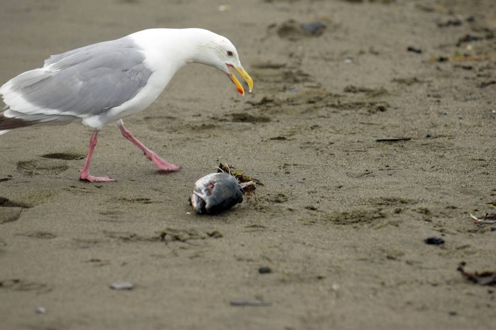 A gull inspects a discarded fish head on Kenai Beach on Tuesday, July 10, 2018, in Kenai, Alaska. (Photo by Erin Thompson/Peninsula Clarion)
