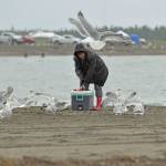 A woman fends off gulls during the first day of dipnetting season on Tuesday, July 10, 2018, on Kenai Beach, in Kenai, Alaska. (Photo by Erin Thompson/Peninsula Clarion)