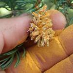 Bright orange spores are released from rupturing needles of a spruce tip infected with spruce tip rust on the Skyline Trail on July 5, 2018. (Photo provided by Matt Bowser of the U.S. Fish and Wildlife Service)