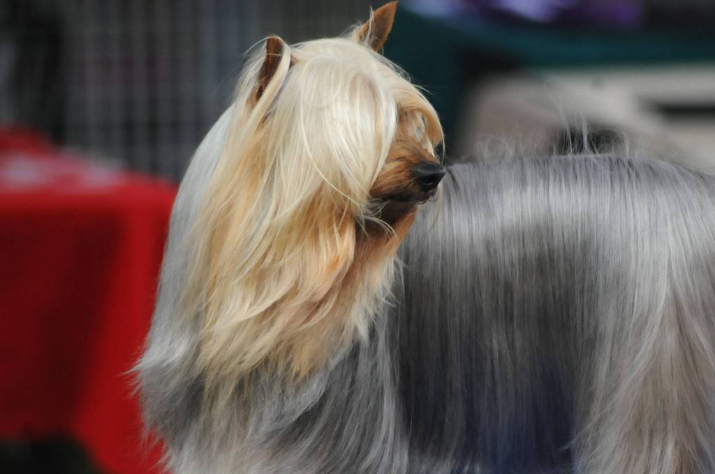 A dog takes a glance around while being groomed at the Kenai Kennel Clubs annual dog show, obedience and agility trials on Saturday, July 14, 2018 in Soldotna, Alaska. Dog owners come from all over the state to take part in the events each year. (Photo by Elizabeth Earl/Peninsula Clarion)