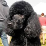 Ziggy, a standard poodle owned by Jackie Weaver, displays his groom job at the Kenai Kennel Clubs annual dog show and obedience and agility trials on Saturday, July 14, 2018 in Soldotna, Alaska. Dog owners come from all over the state to take part in the events each year. (Photo by Elizabeth Earl/Peninsula Clarion)