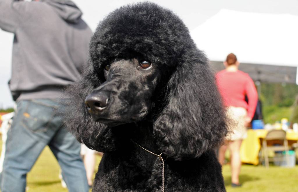 Ziggy, a standard poodle owned by Jackie Weaver, displays his groom job at the Kenai Kennel Clubs annual dog show and obedience and agility trials on Saturday, July 14, 2018 in Soldotna, Alaska. Dog owners come from all over the state to take part in the events each year. (Photo by Elizabeth Earl/Peninsula Clarion)