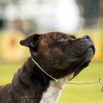 A Staffordshire bull terrier waits patiently for a treat while competing at the Kenai Kennel Clubs annual dog show, obedience and agility trials on Saturday, July 14, 2018 in Soldotna, Alaska. Dog owners come from all over the state to take part in the events each year. (Photo by Elizabeth Earl/Peninsula Clarion)