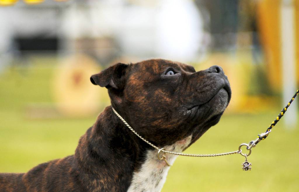 A Staffordshire bull terrier waits patiently for a treat while competing at the Kenai Kennel Clubs annual dog show, obedience and agility trials on Saturday, July 14, 2018 in Soldotna, Alaska. Dog owners come from all over the state to take part in the events each year. (Photo by Elizabeth Earl/Peninsula Clarion)