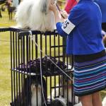 A dog takes a glance around while being groomed at the Kenai Kennel Clubs annual dog show, obedience and agility trials on Saturday, July 14, 2018 in Soldotna, Alaska. Dog owners come from all over the state to take part in the events each year. (Photo by Elizabeth Earl/Peninsula Clarion)