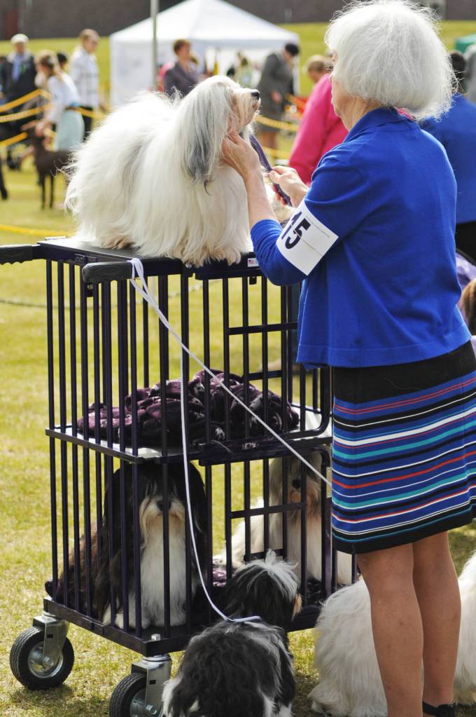 A dog takes a glance around while being groomed at the Kenai Kennel Clubs annual dog show, obedience and agility trials on Saturday, July 14, 2018 in Soldotna, Alaska. Dog owners come from all over the state to take part in the events each year. (Photo by Elizabeth Earl/Peninsula Clarion)