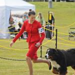 A trainer runs her Bernese Mountain Dog in the Kenai Kennel Clubs annual dog show, obedience and agility trials on Saturday, July 14, 2018 in Soldotna, Alaska. Dog owners come from all over the state to take part in the events each year. (Photo by Elizabeth Earl/Peninsula Clarion)