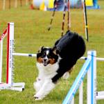 A dog hops over an obstacle during an agility test at the Kenai Kennel Clubs annual dog show, obedience and agility trials on Saturday, July 14, 2018 in Soldotna, Alaska. Dog owners come from all over the state to take part in the events each year. (Photo by Elizabeth Earl/Peninsula Clarion)