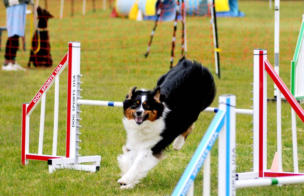 A dog hops over an obstacle during an agility test at the Kenai Kennel Clubs annual dog show, obedience and agility trials on Saturday, July 14, 2018 in Soldotna, Alaska. Dog owners come from all over the state to take part in the events each year. (Photo by Elizabeth Earl/Peninsula Clarion)