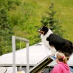 A dog climbs to the top of a ramp during an agility test at the Kenai Kennel Clubs annual dog show, obedience and agility trials on Saturday, July 14, 2018 in Soldotna, Alaska. Dog owners come from all over the state to take part in the events each year. (Photo by Elizabeth Earl/Peninsula Clarion)