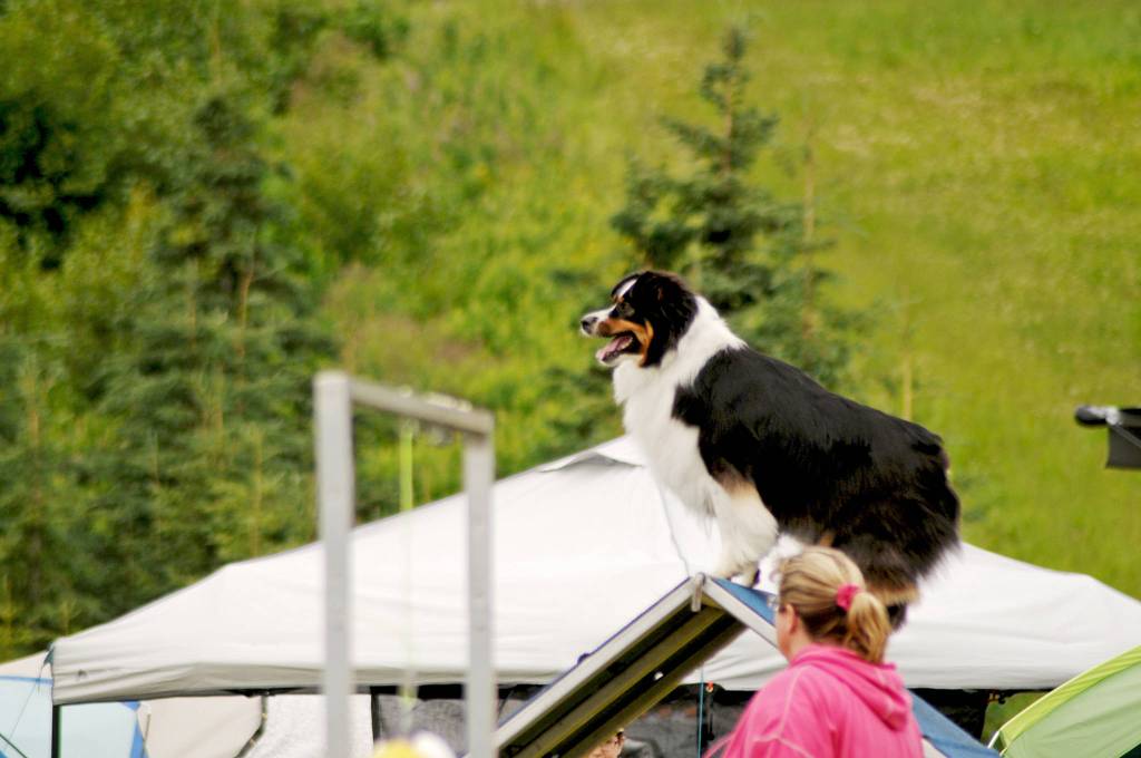 A dog climbs to the top of a ramp during an agility test at the Kenai Kennel Clubs annual dog show, obedience and agility trials on Saturday, July 14, 2018 in Soldotna, Alaska. Dog owners come from all over the state to take part in the events each year. (Photo by Elizabeth Earl/Peninsula Clarion)