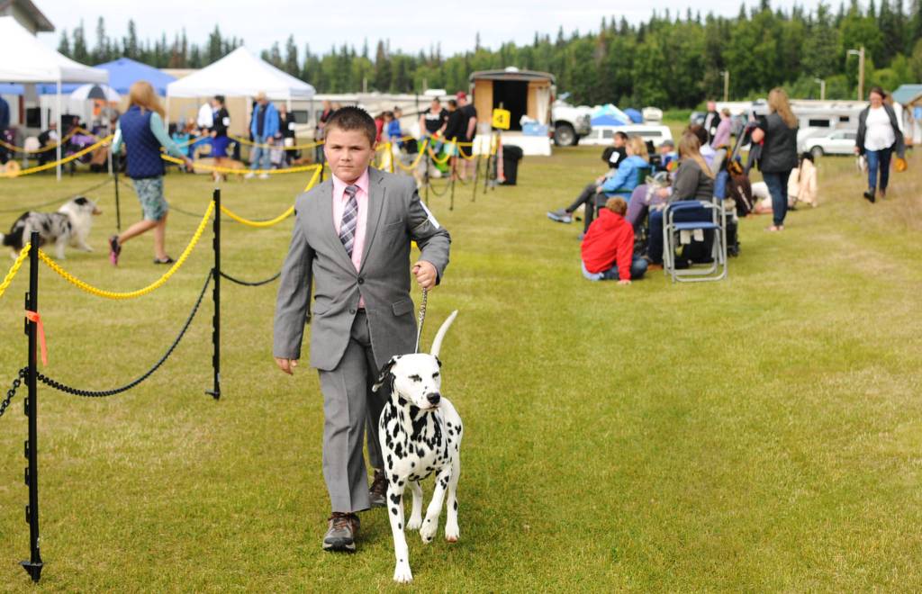 A trainer walks his Dalmation along the edge of the field at the Kenai Kennel Clubs annual dog show, obedience and agility trials on Saturday, July 14, 2018 in Soldotna, Alaska. Dog owners come from all over the state to take part in the events each year. (Photo by Elizabeth Earl/Peninsula Clarion)