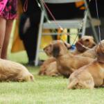 Dogs wait with their trainers before competing in the Kenai Kennel Clubs annual dog show, obedience and agility trials on Saturday, July 14, 2018 in Soldotna, Alaska. Dog owners come from all over the state to take part in the events each year. (Photo by Elizabeth Earl/Peninsula Clarion)