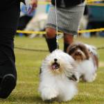 Dogs run with their trainers while competing in the Kenai Kennel Clubs annual dog show, obedience and agility trials on Saturday, July 14, 2018 in Soldotna, Alaska. Dog owners come from all over the state to take part in the events each year. (Photo by Elizabeth Earl/Peninsula Clarion)