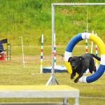 A dog jumps through a hoop during an agility trial at the Kenai Kennel Clubs annual dog show, obedience and agility trials on Saturday, July 14, 2018 in Soldotna, Alaska. Dog owners come from all over the state to take part in the events each year. (Photo by Elizabeth Earl/Peninsula Clarion)