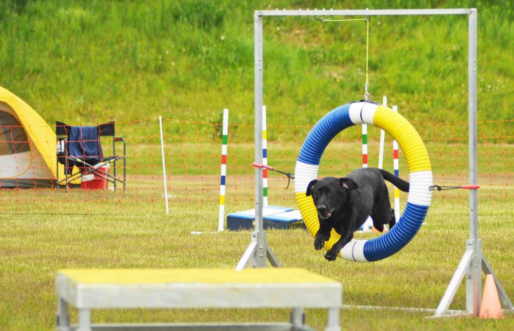 A dog jumps through a hoop during an agility trial at the Kenai Kennel Clubs annual dog show, obedience and agility trials on Saturday, July 14, 2018 in Soldotna, Alaska. Dog owners come from all over the state to take part in the events each year. (Photo by Elizabeth Earl/Peninsula Clarion)