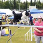 A dog dashes along a ramp during an agility test at the Kenai Kennel Clubs annual dog show, obedience and agility trials on Saturday, July 14, 2018 in Soldotna, Alaska. Dog owners come from all over the state to take part in the events each year. (Photo by Elizabeth Earl/Peninsula Clarion)