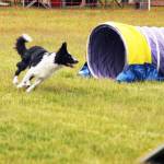 Dog show brings paws to Soldotna