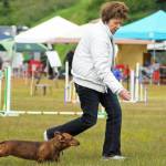 A trainer directs her dog through the agility course at the Kenai Kennel Clubs annual dog show, obedience and agility trials on Saturday, July 14, 2018 in Soldotna, Alaska. Dog owners come from all over the state to take part in the events each year. (Photo by Elizabeth Earl/Peninsula Clarion)
