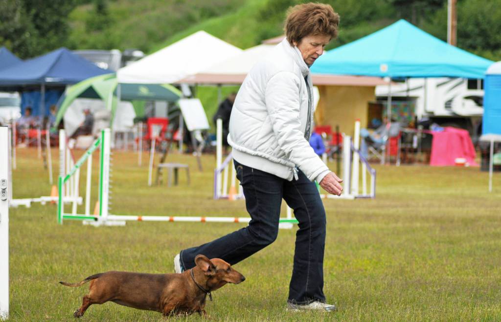 A trainer directs her dog through the agility course at the Kenai Kennel Clubs annual dog show, obedience and agility trials on Saturday, July 14, 2018 in Soldotna, Alaska. Dog owners come from all over the state to take part in the events each year. (Photo by Elizabeth Earl/Peninsula Clarion)