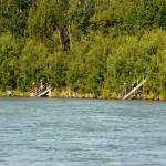 Anglers cast their lines into the Kenai River near Soldotna Creek Park on Wednesday, July 18, 2018 in Soldotna, Alaska. The water in the Kenai River is a little higher than usual  about 9.71 feet, according to U.S. Geological Surveys gauge at Soldotna  but has fallen since last week and is significantly below the flood stage of 12 feet. Anglers were hitting the banks on Wednesday morning for sockeye salmon, which normally peak in returning numbers to the Kenai River in mid-July. (Photo by Elizabeth Earl/Peninsula Clarion)