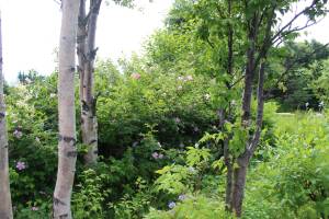 Colorful blooms peek out of the green foliage in a section of the Pratt Museums garden Thursday, July 12, 2018 in Homer, Alaska. (Photo by Megan Pacer/Homer News)