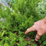 Yarrow Hinnant, the new gardener for the Pratt Museum, points out a unique fern while working in the garden Thursday, July 12, 2018 in Homer, Alaska. (Photo by Megan Pacer/Homer News)