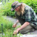 Yarrow Hinnant, the Pratt Museums new gardener, works in the botanical garden outside the building Thursday, July 12, 2018 in Homer, Alaska. (Photo by Megan Pacer/Homer News)