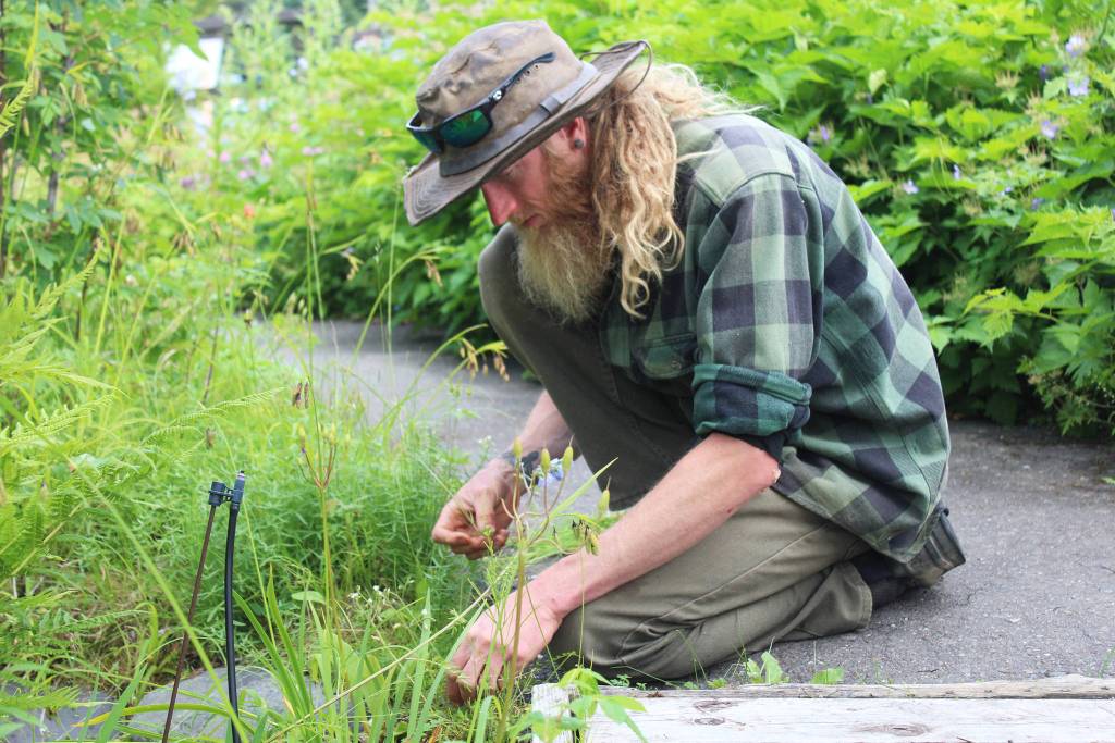 Yarrow Hinnant, the Pratt Museums new gardener, works in the botanical garden outside the building Thursday, July 12, 2018 in Homer, Alaska. (Photo by Megan Pacer/Homer News)
