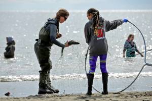 Melody Miller (left) disentangles a salmon she just netted on Kenais north beach with the help of her daughter Manuia Tufi on Thursday, July 26, 2018 in Kenai, Alaska. The two had recently after arrived from Anchorage and had caught the days first fish. Miller said this is her seventh year of dipnetting in Kenai. On Thursday afternoon, the Alaska Department of Fish and Game announced the fishery will close two days early, at 12:01 a.m on Monday. (Ben Boettger/Peninsula Clarion)