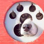 Photo by Rashah McChesney/Peninsula Clarion One of Monica Zappa's dogs peers out from her truck Tuesday Feb. 25, 2014 in Kenai, Alaska.