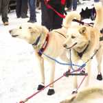 Photo by Molly Dischner/Alaska Journal of Commerce Jr. Iditarod champion Conway Seavey's dogs waited for the ceremonial start of the 42nd Iditarod Saturday March 1, 2014 in Anchorage. Seavey, of Sterling, led 69 other mushers in the ceremonial start from downtown Anchorage to the Campbell Creek Science Center.