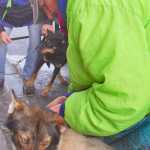 Photo by Molly Dischner/Alaska Journal of Commerce  Handlers Jimmy Miller and David Phipps get Monica Zappa's dogs ready for the ceremonial start of the 42nd Iditarod Saturday March 1, 2014 in downtown Anchorage.