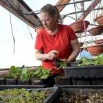 Photo by Rashah McChesney/Peninsula Clarion  Abby Ala, owner of Ridgeway Farms in Kenai, works in her polyculture getting plants ready to move into the two high tunnels she uses on her farm. Ala is expanding her farm and plans to build another reimbursable high-tunnel using a program through the United States Department of Agriculture Natural Resources Conservation Service that reimburses a portion of the cost of building a high tunnel.