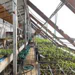 Photo by Rashah McChesney/Peninsula Clarion  Rows of plants grow underneath a layer of plastic in a polyculture building at Ridgeway Farms Saturday March 15, 2014 in Kenai, Alaska.  The farm utilizes several types of structures, including high tunnels, to extend its growing season.